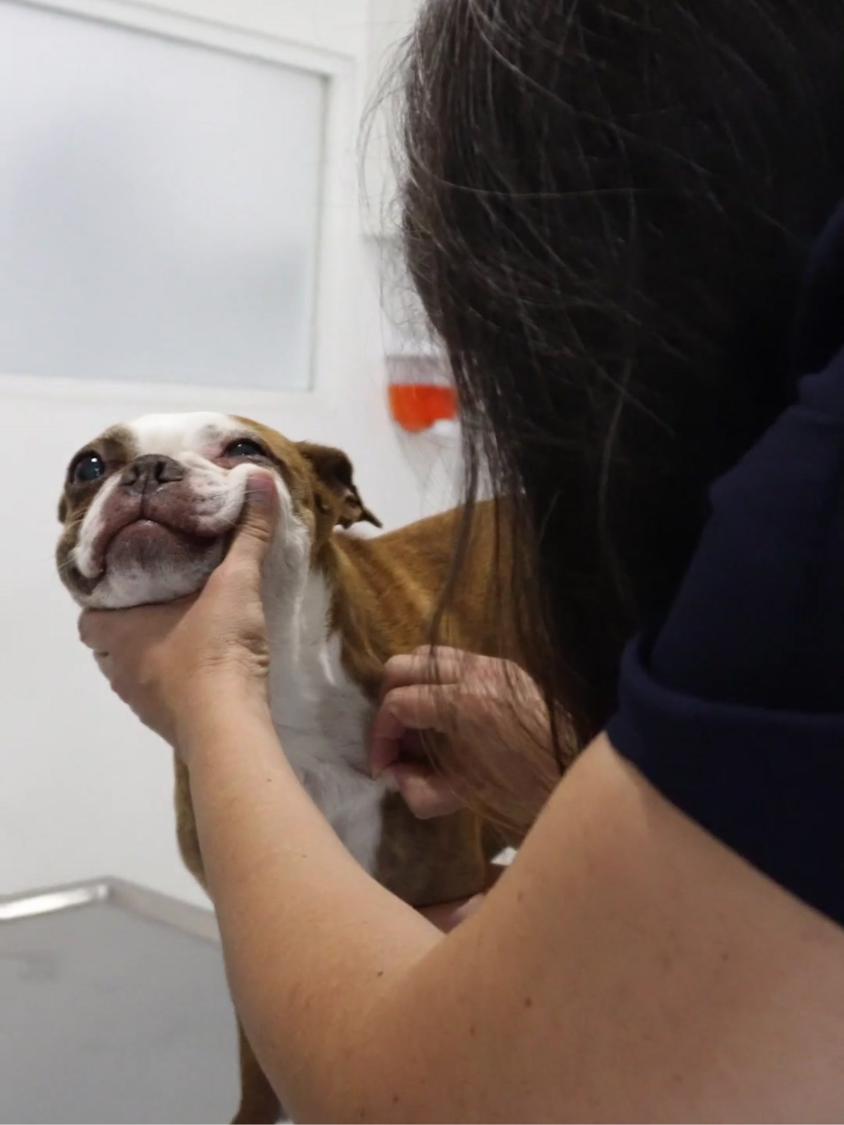 tricograma en perros